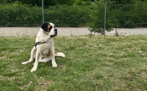 Manny la mascotte