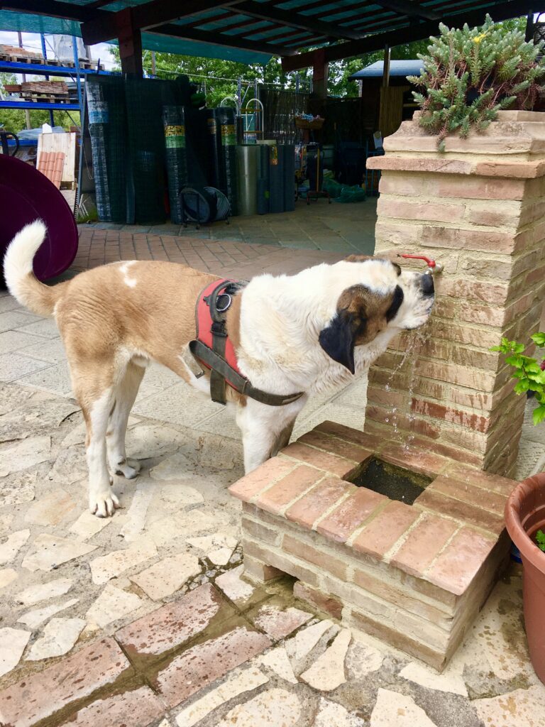 Manny, la nostra mascotte